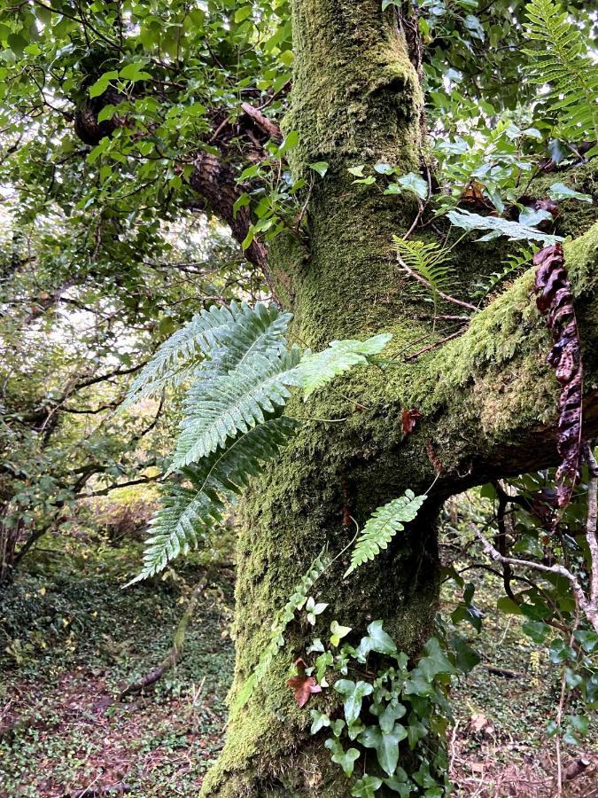 クリフデン Fernwoodヴィラ エクステリア 写真